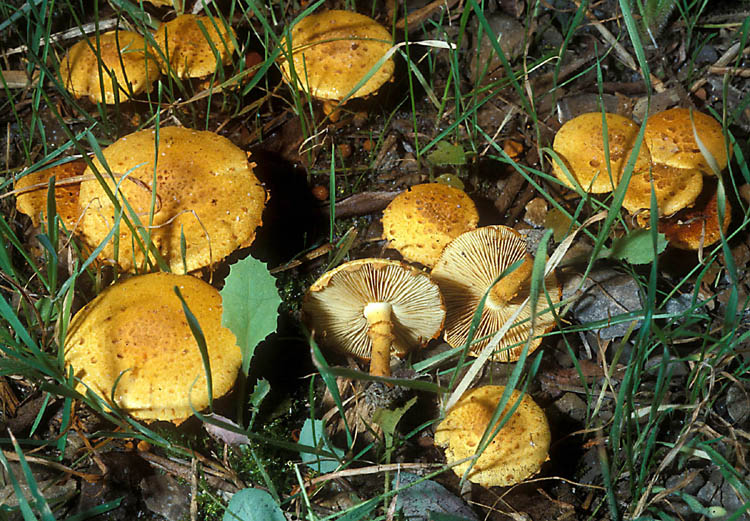 Altri funghi nel prato:  Pholiota cfr. lucifera